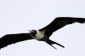 Gt Frigatebird